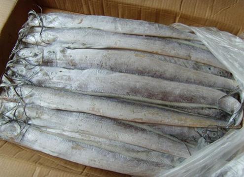 厂家冷冻带鱼批发价冷冻秋鱼虾鱿鱼等各类海鲜