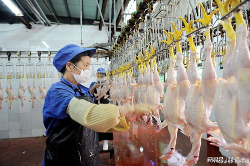 触目惊心 记者卧底鸭肠鹅肠工厂,揭露食品安全问题