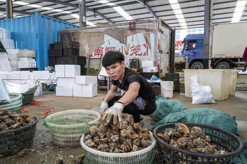 奋斗记 直播带货年销售额50亿元,一座海鲜小镇的升级之路